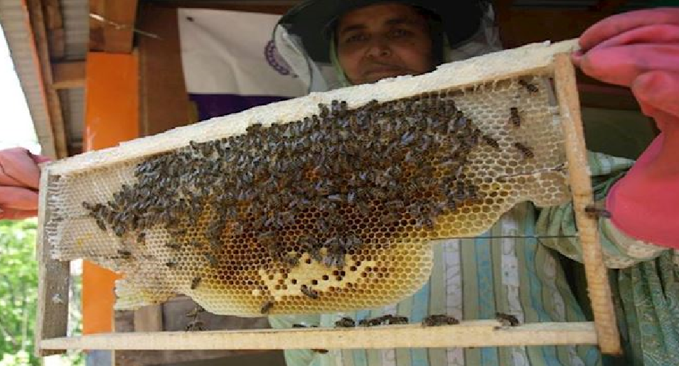 Honey-bee farm funded by Ramadan giving, Pakistan